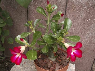 adenium-3227.jpg