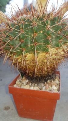 Notocactus.jpg
