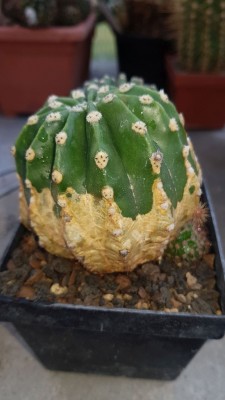 Echinopsis.jpg