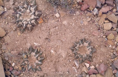 Ariocarpus kotschoubeyanus (800x523).jpg