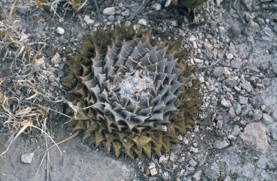 Ariocarpus retus 2 (800x524).jpg