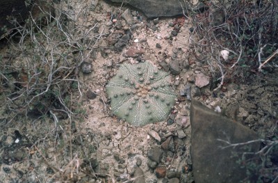 Astrophytum asterias (800x525).jpg