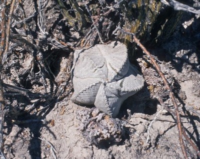 Astrophytum coahuilense1 (800x638).jpg