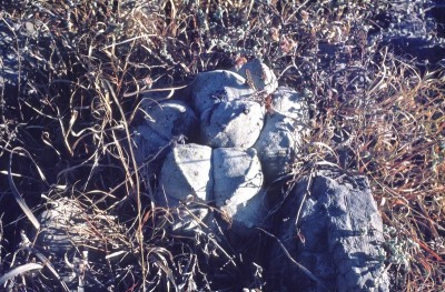 Astrophytum myriostigma (800x525).jpg