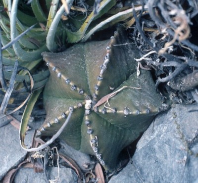 Astrophytum myriostigma v. nudum (800x739).jpg