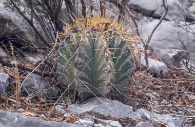 Astrophytum ornatum  v. mirbellii (800x524).jpg