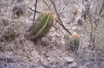 Astrophytum ornatum (800x524).jpg