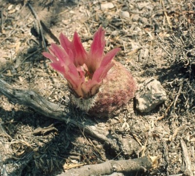 Echinocereus reichenbachii, Blüte (756x685).jpg