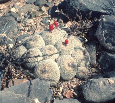Epithelantha spec. (800x720).jpg