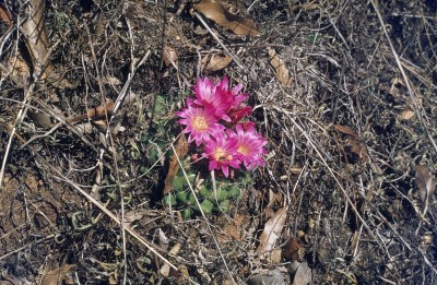 Mammillaria rubrograndis (800x522).jpg