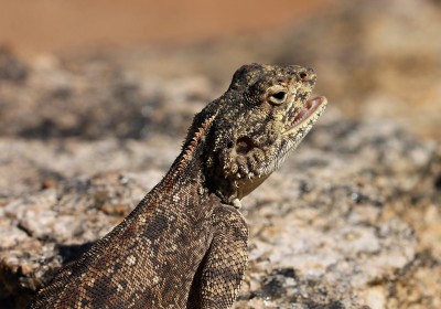 IMG_2496klein.JPG