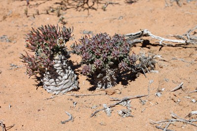 Euphorbia filiflora klein.JPG