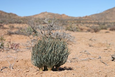 Gethyllis grandiflora klein.JPG