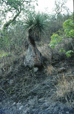 7 Beaucarnea spec. Puebla.jpg