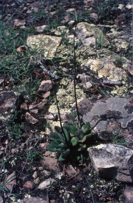 8 Echeveria spec. 2.jpg