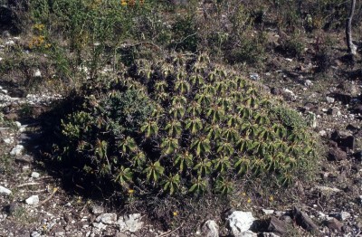 9 Ferocactus robustus.jpg