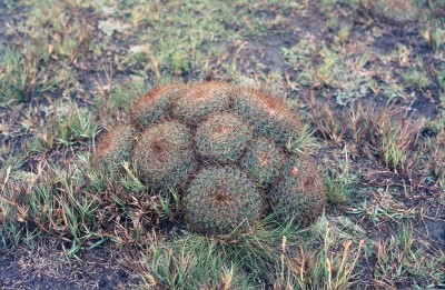 13 Mammillaria  pachyrhiza.jpg