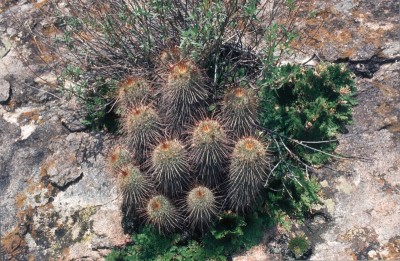 14 Mammilaria magnifica.jpg
