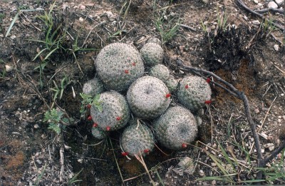 15 Mammillaria elegance.jpg