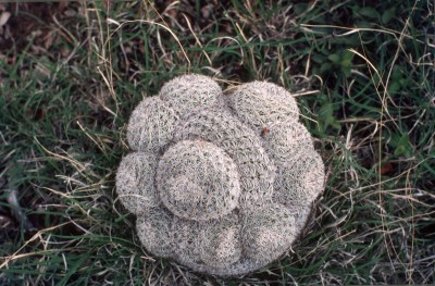 16  Mammillaria elegance.jpg