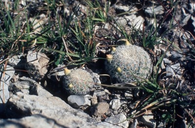 19 Mammillaria solisioides mit Knospen.jpg