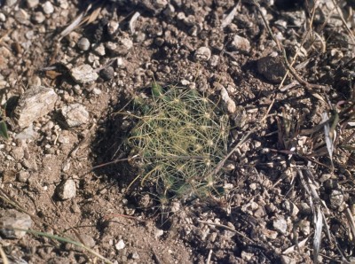 20 Mammillaria heidiae.jpg