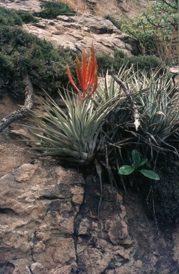 21 Tillansia spec..jpg