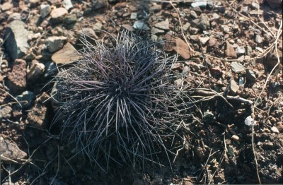 22 Mam. carnea var. Ox..jpg
