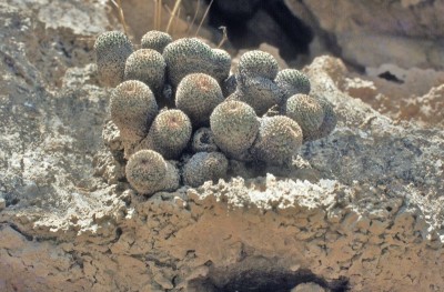 24 Mammillaria crucigera.jpg