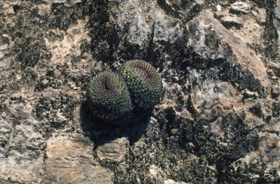 26 Mammillaria cruzigera.jpg