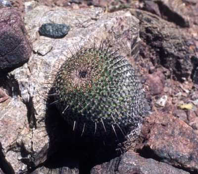 28 Mammillaria huitzilopochti.jpg
