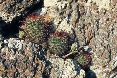 30 Mammillaria rekoi, Berge Oaxaca.jpg