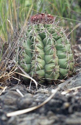37 Melocactus oaxacensis.jpg