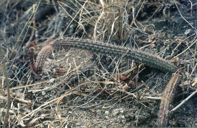 37a Ncytocereus oaxacensis.jpg