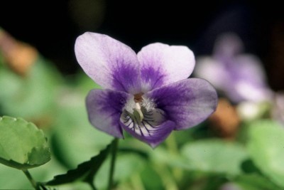 Chinobre 4, Viola anagae WB20060605 002914.jpg