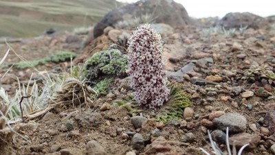 Valeriana_moyanii.jpg