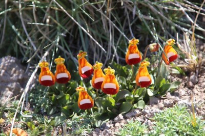 Calceolaria_uniflora.JPG