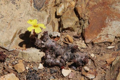 Ein wunderschönes Oxalis