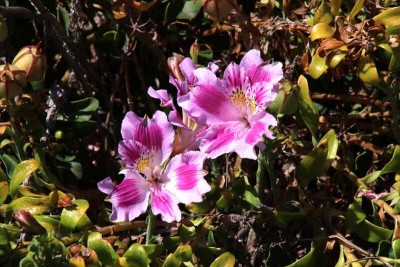 Alstroemeria-Hybriden kennen wir als Kübelpflanze. Aber auch die Naturformen können überzeugen.