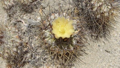 Cop_are_Bl.JPG (71.58 KiB) 11068 mal betrachtet Copiapoa ahremephiana mit Blüte