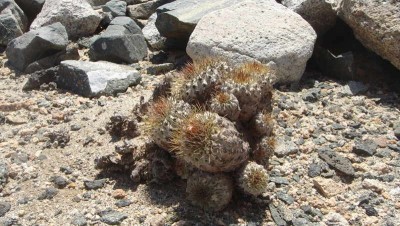 Cop_areme.JPG (69.84 KiB) 11068 mal betrachtet Polster der Copiapoa ahremephiana