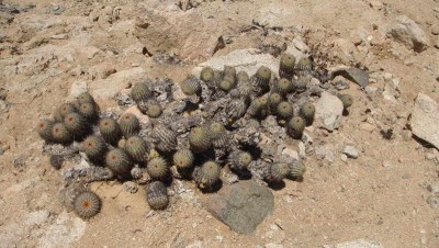 Cop_decort.JPG (61.31 KiB) 11068 mal betrachtet Copiapoa decorticans