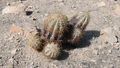 Copiapoa solaris Gruppe