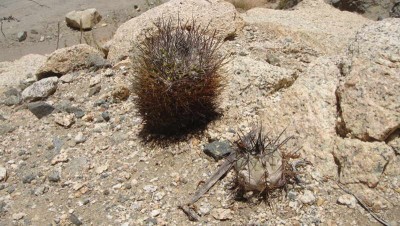 E_paucic_floccosa.JPG (68.58 KiB) 11068 mal betrachtet Eriosyce paucicostata subsp. floccosa und C. atacamensis Jungpflanze