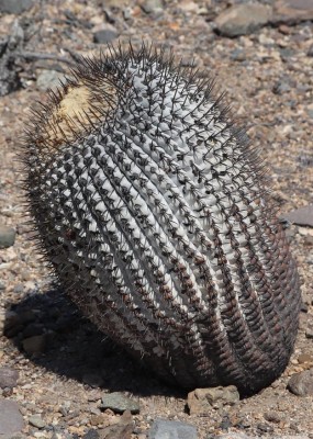 Copiapoa columna-alba