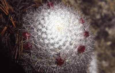 chiapas-002.jpg