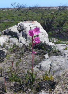 12,SA,Schizostylis coccinea.jpg