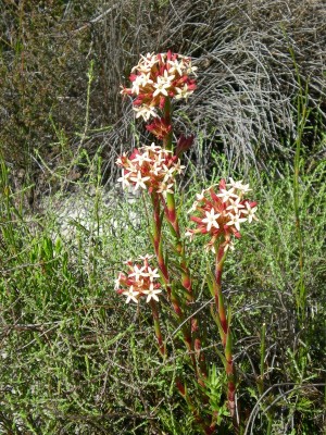 8,Crassula fascicularis.jpg