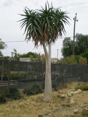 3,SA,Aloe pillansii.jpg