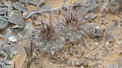 Copiapoa taltalensis ???